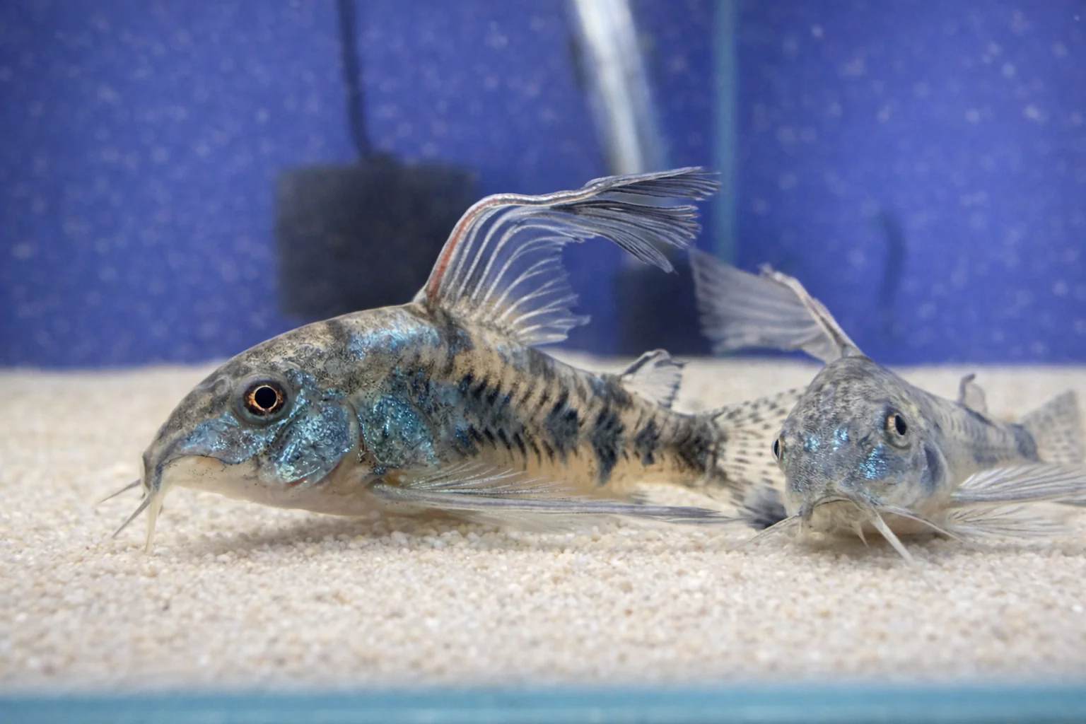 CATFISH AND PLECOS